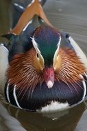 portrait of stunningly beautiful Mandarin Duck