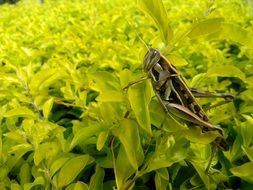 Cricket in nature