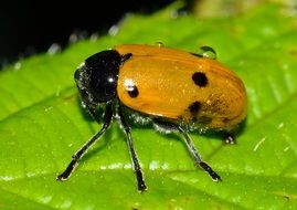 orange lachnaia italica beetle on green leaf