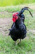 Black Chicken on a farm