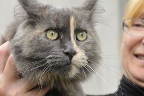 gray domestic cat with yellow eyes in hands close-up