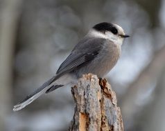 Gray Jay Bird