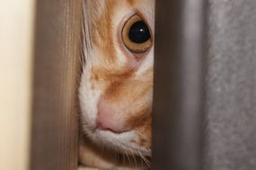 picture of a looking cat