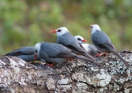 a flock of gray-gray birds on a branch