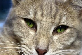 portrait of a tiger cat with green eyes