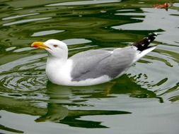 white gray gull swims in a green pond close-up