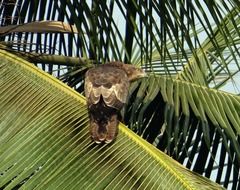 black kite on the palm tree, india, dharwad