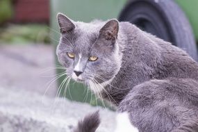 lazy sitting grey cat