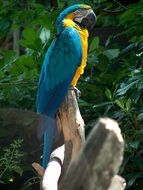 bright blue yellow macaw parrot