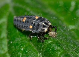 black polka dot larva on a green leaf