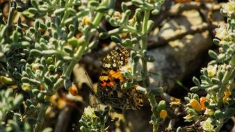 butterfly in spring in cyprus