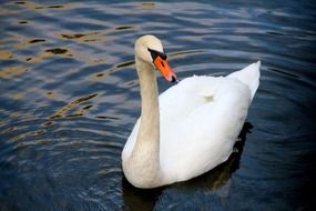 white swan with a thin neck in the pond