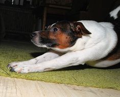 Domestic Three colored dog