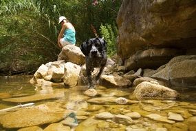 black dog in the water near the rocky shore