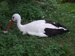 black and white stork lies on a green lawn
