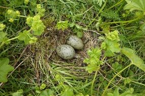 two grey spotted Eggs in Nest among the green grass