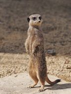 Standing Meerkat in wild, Portrait