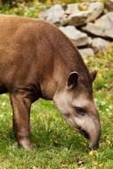 Beautiful and cute Brazilian Tapir on the grass