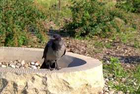 grey block crow