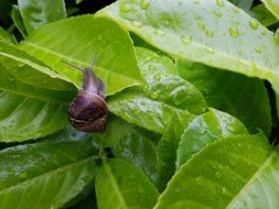 the snail eats the leaves