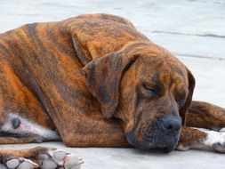 sleeping big brown dog