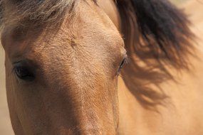 Animal Beautiful Brown