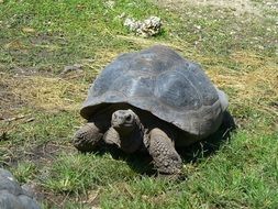 galapagos tortoise is endangered