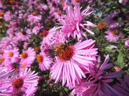bee pollinating garden flowers
