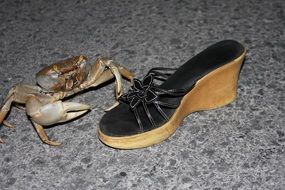 Crab and a woman's Shoe
