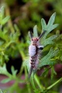 hairy caterpillar on a spring plant