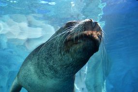 sea animal under water close-up