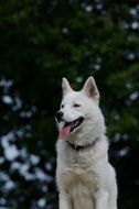 picture of sitting white sled dog