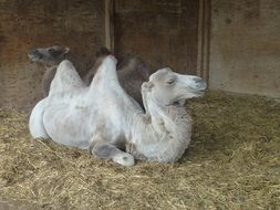 two camels in the manger