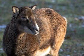 wild female goat