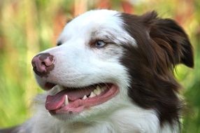 animal portrait border collie