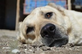 Dog face portrait