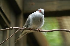 charming Diamond Dove