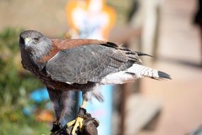 ferocious perched eagle