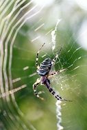 beautiful and cute Spider Insect