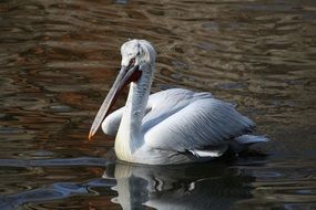 dalmatian pelican swimming on a lake