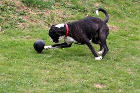 black dog playing with a ball