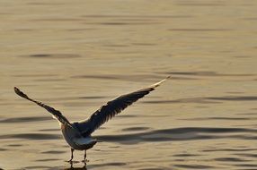 photo of seagull landing on the lake Constance