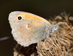 silver butterfly on a dry plant close-up