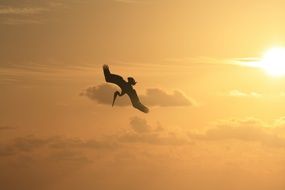 silhouette of a stork in the sky at sunrise