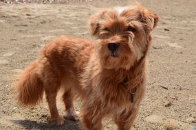 little red dog