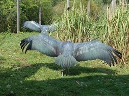 grey Vulture Birds with open Wings