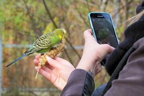 Woman photographing a beautiful colorful parrot