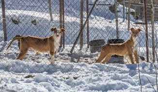 Dogs in snowy farm landscape