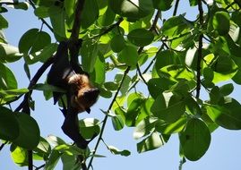 flying fox on a tree in India