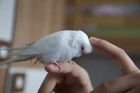 parrot sits on a human hand